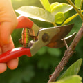 All You Need to Know About Pruning Shears