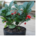 Natural Light vs Artificial Light: A Comprehensive Comparison for Indoor Gardening