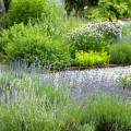 How to Create and Maintain a Successful Herb Garden