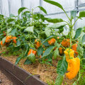 A Beginner's Guide to Growing Peppers: Tips and Techniques for DIY Gardening
