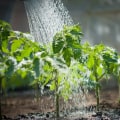 Chemical-free Pest Control: A Guide to Maintaining a Healthy Garden