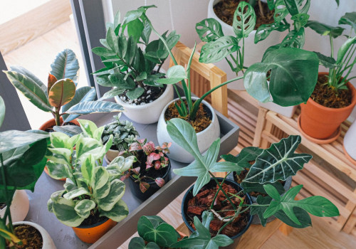 Choosing the Right Houseplants: Tips and Techniques for Indoor Gardening