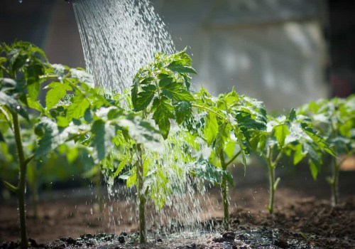 Chemical-free Pest Control: A Guide to Maintaining a Healthy Garden